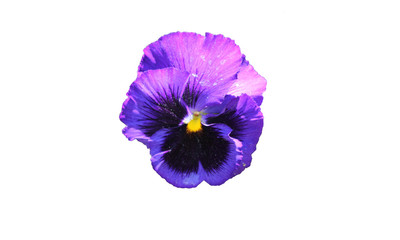 stiefm&uuml;tterchen freigestellt