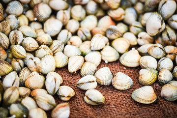 fresh shells close up view