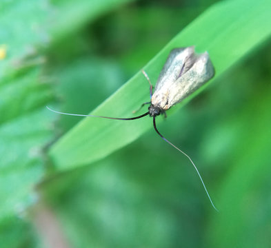 Green Longhorn, Adela Reaumurella