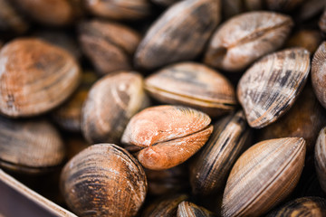 fresh shells close up view