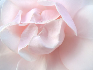 Fototapeta na wymiar Soft dreamy image. Delicate floral background in pastel colors. Macro texture of rose petals. Rose in the garden