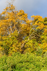 Naklejka premium Lincoln Park Autumn Trees 6