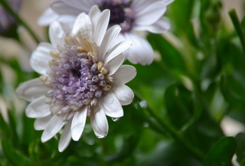 Violettes Wiesenblümchen mit Tautropfen