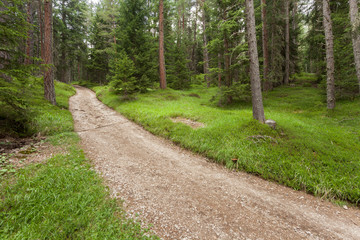 Fototapeta na wymiar A single mountain path splits in two different directions.