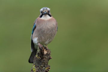 Eurasian jay sitting on a branch