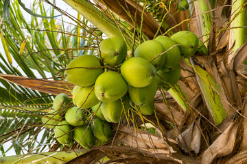 Green coconut palm tree seeds (Cocos nucifera) in tree