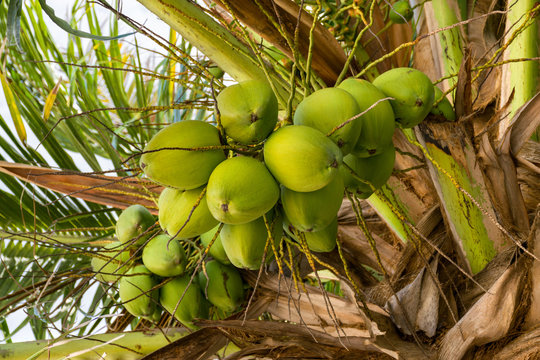 Green coconut palm tree seeds (Cocos nucifera) in tree