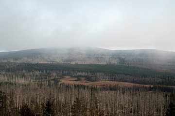 Harz Forest