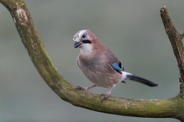 Eurasian jay sitting on a branch