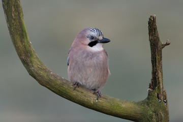 Eurasian jay sitting on a branch