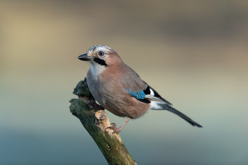 Eurasian jay sitting on a branch