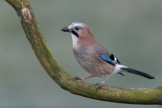 Eurasian jay sitting on a branch