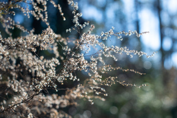 Background of a soft focused forest in winter with white wildflowers and blue sky ~WINTERED~
