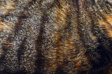 Cat fur texture background. 