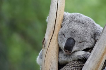 Koala (Phascolarctos cinereus) sleeping between branches with unfocused vegetation background © Fotokalua