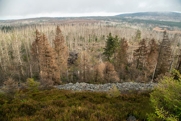 Harz Forest