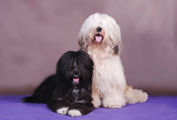 Two dogs of the breed Tibetan Terrier light and black are sitting on a blue and brown background in the studio