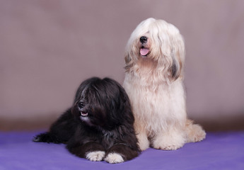 Two dogs of the breed Tibetan Terrier light and black are sitting on a blue and brown background in the studio