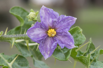 Solanum linnaenum devils apple plant native to South Africa, which acts as an invasive plant in the...