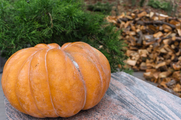 Pumpkin on a background of wood decks firewood and green bush