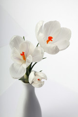 Spring Snowdrop Crocus flowers in vase.