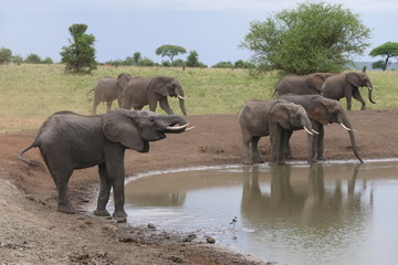 Fototapeta na wymiar Wild elephant herd drinking at water hole with babys in serengeti, tanzania, africa