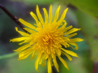 Blossoming Dandelion