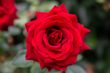 Beautiful red rose with its petals wide open with unfocused background of green leaves