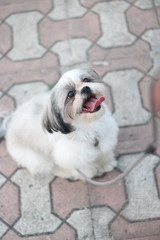 Shih Tzu dog jumping to eat food