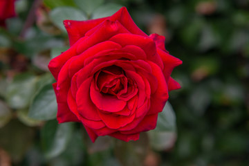 Beautiful red rose with its petals wide open with unfocused background of green leaves