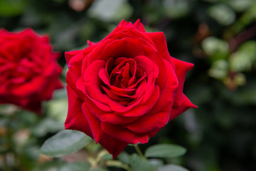 Beautiful red rose with its petals wide open with unfocused background of green leaves