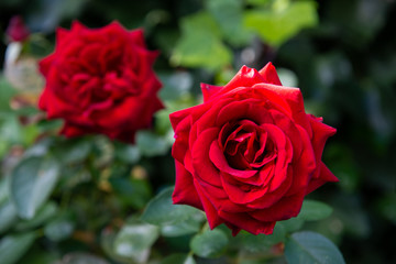 Beautiful red rose with its petals wide open with unfocused background of green leaves