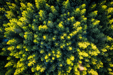 Cerne jezero in the Bohemian Forest is the largest and deepest natural lake in the Czech Republic. This triangular lake surrounded with spruce forest is located about 6 km northwest of Zelezna Ruda.