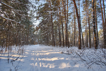 Winter landscape. Ski track in the winter pine forest.