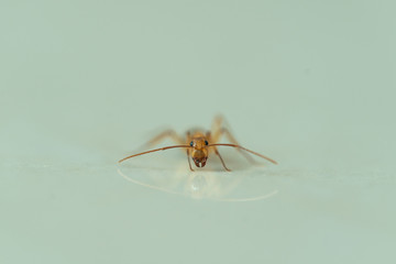 ant close up frontal