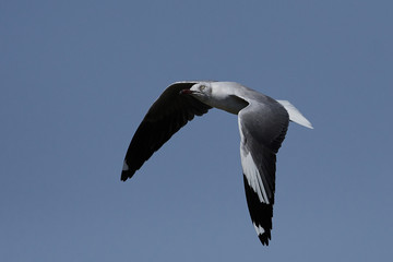 Grey-headed gull (Chroicocephalus cirrocephalus)