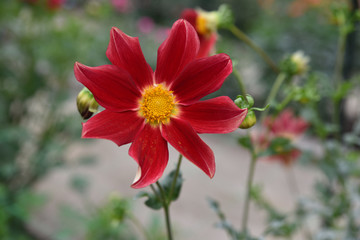 Dahlia rouge au jardin