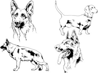 vector drawings sketches pedigree dogs in the racks drawn in ink by hand , objects with no background	