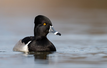 Fototapeta premium Ring necked Duck
