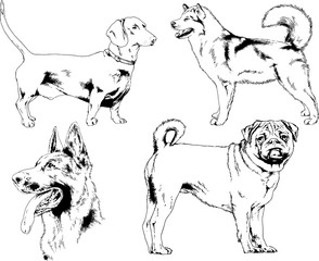 vector drawings sketches pedigree dogs in the racks drawn in ink by hand , objects with no background	