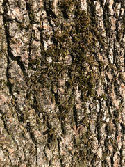 old tree texture background 
