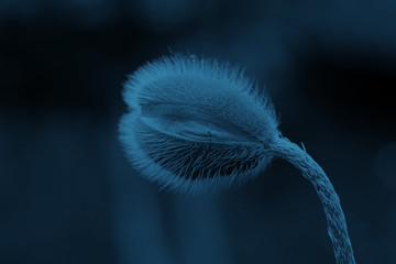 poppy bud closeup toned in color ofthe year 2020 classic blue Space for text.