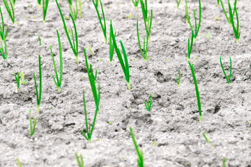 young onion sprouts in the garden