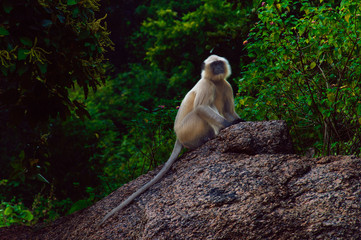 Indian monkey inside forest