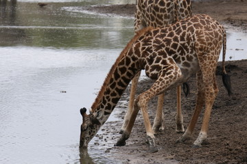 Giraffe drinking at water hole in serengeti, tanzania, africa