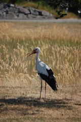 stork on grass