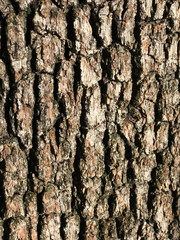 old tree texture background 