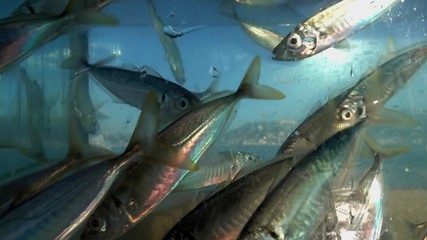 Fresh horse mackerel (istavrit) in aquarium.