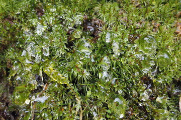 Layer of transparent ice over mosses on side of rosd near Blowing Rock, North Carolina.