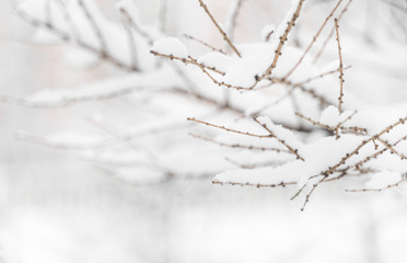 sprig of tree covered with snow on a blurred background. winter background